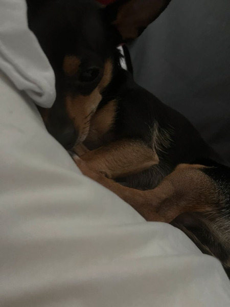 Pinscher Rüde zu verkaufen