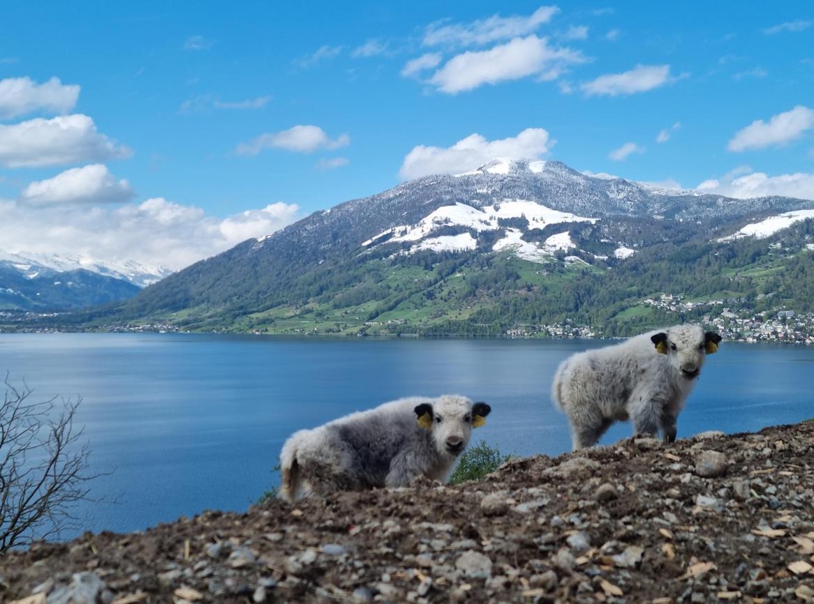 Yak Jungtiere und Zuchttiere zu verkaufen