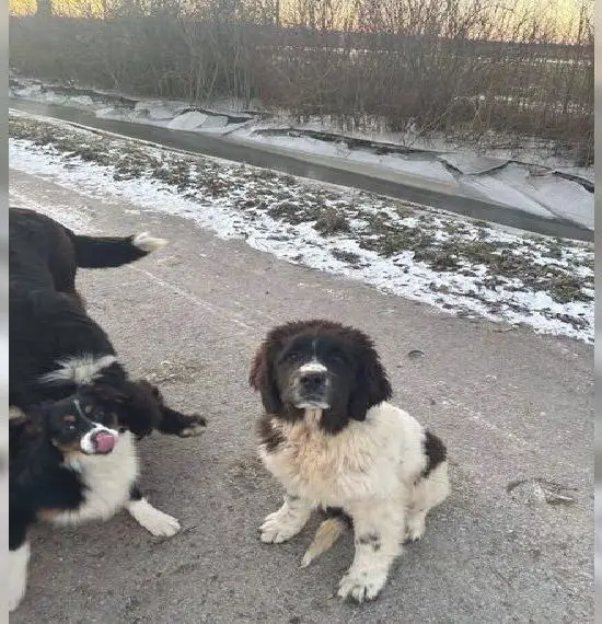 Neufundländer Junghündin FCI