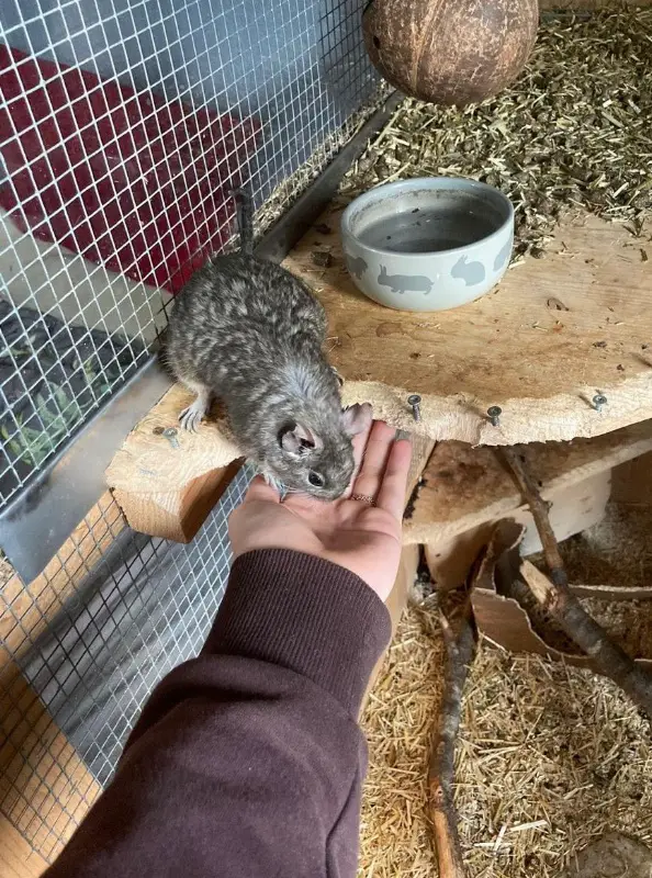 GRATIS: Degus mit Käfig & Zubehör zu verschenken