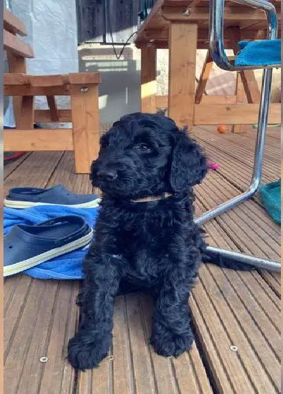 Ein weiblicher Welpe (Giant Schnoodle/ Grosspudel)