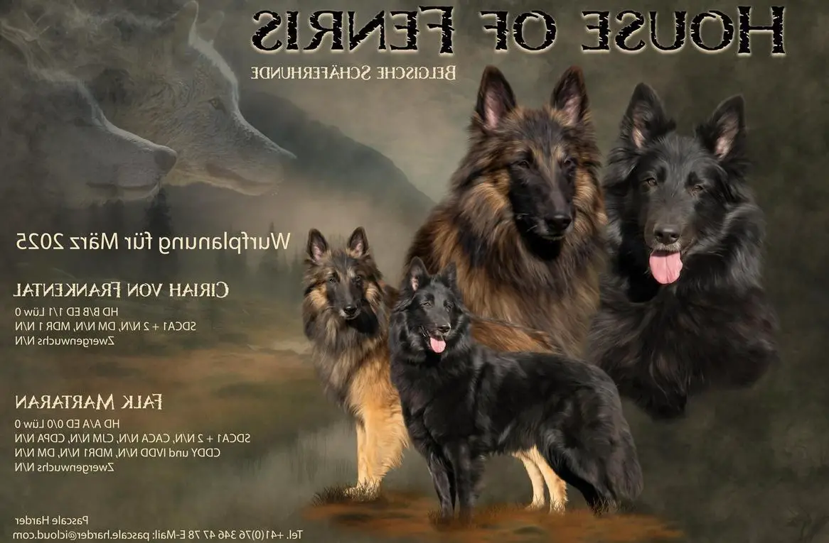 Tervueren und Grönendael Welpen zu verkaufen