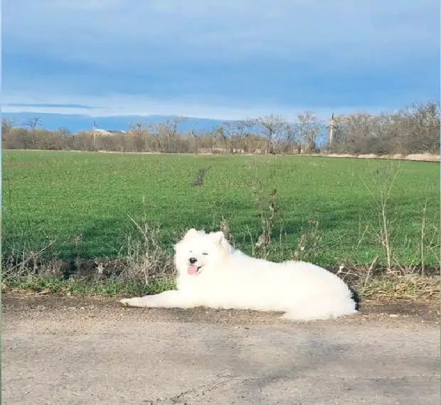 Wunderschöner Samojede Rüde