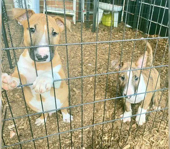 Miniature Bullterrier Rüden