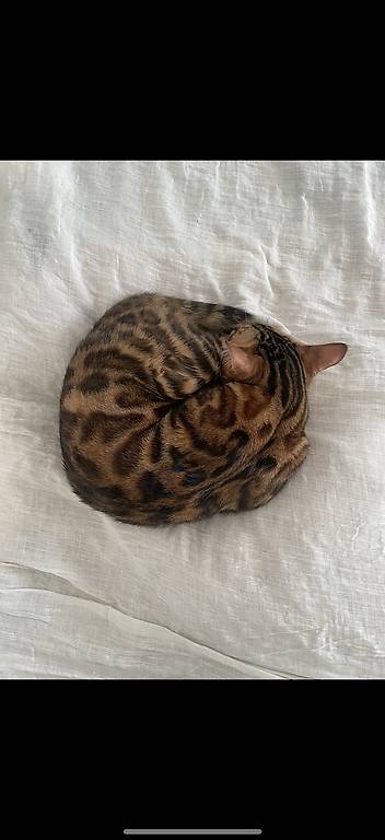 Bengal sucht ein Zuhause mit Garten