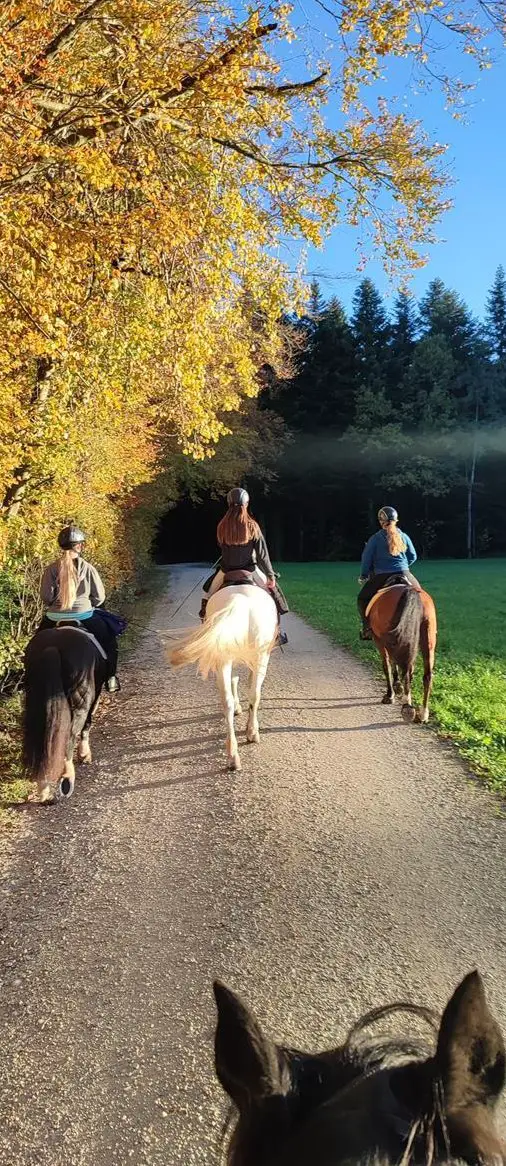 Reitbeteiligung für verschiedene ?Pferde im Thurgau