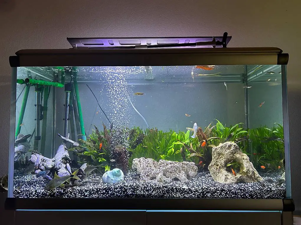 Junge Guppys, Platys und Antennenwelse abzugeben.