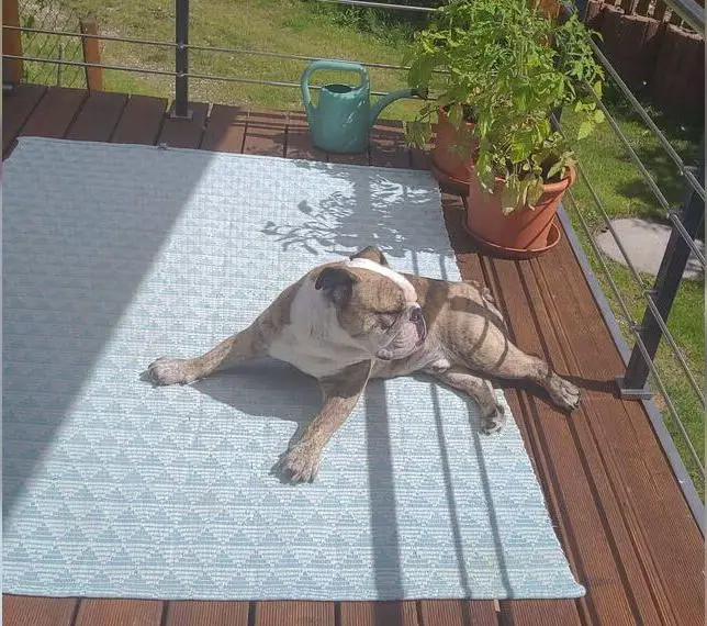 Englische bulldogge sucht zuhause