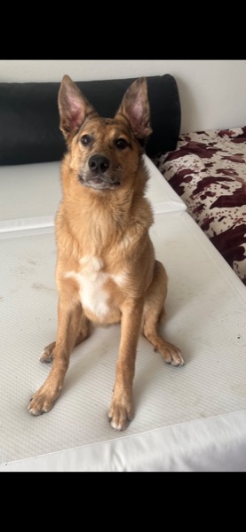 6 monate junge australian kelpie bergamasker hündin