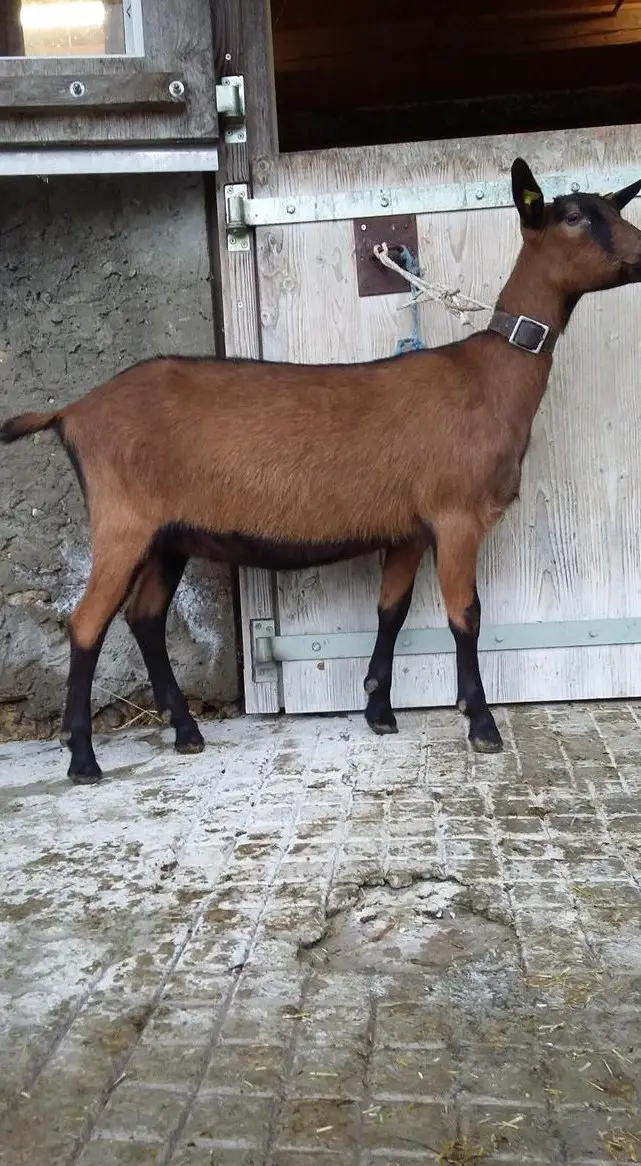 3 reinrassige Gitzi zu verkaufen