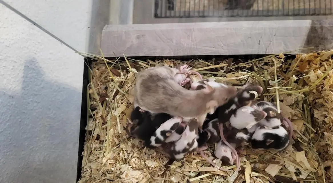 Junge Farbmäuse mehrfarbig abzugeben