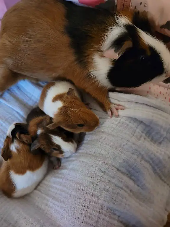 Sesse Meerschweinchen abzugeben