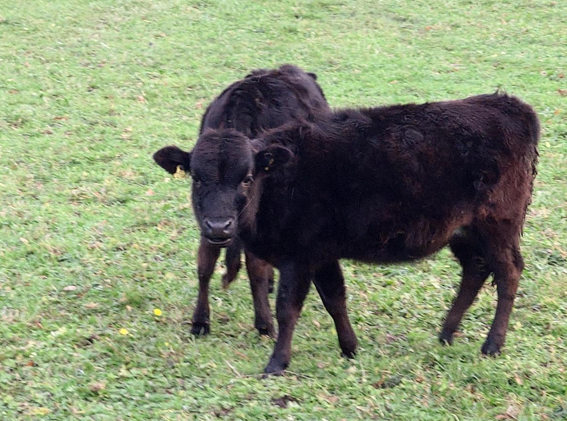 Dahomey Zwerg Rinder zu verkaufen