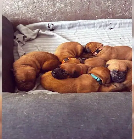 Bordeauxdoggenwelpen