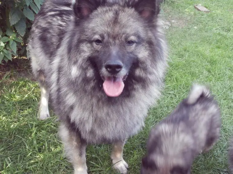 Wolfsspitz Welpen suche ein neues Zuhause