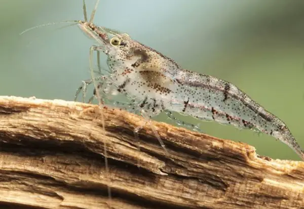 Rückenstrichgarnelen Zwerggarnelen 0,50fr pro/stk