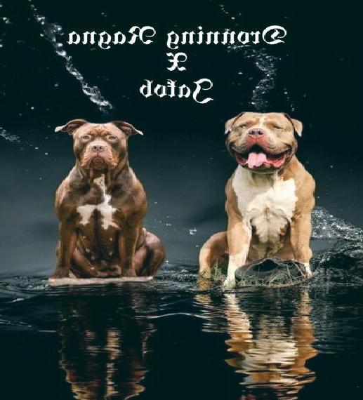 Wurfankündigung: American Bully Welpen Hulk inside XL XXL