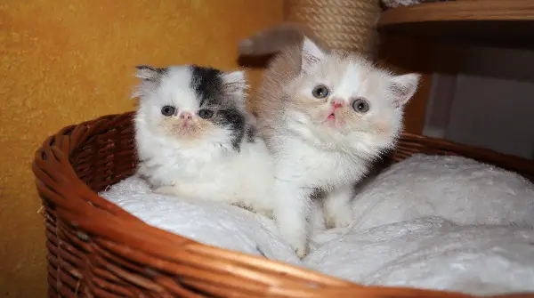Rassenreine Perser und Exotic-Shorthair Kitten