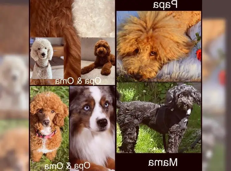 Wunderschöne Aussiedoodle Welpen F1B, goldendoodle, labradoodle, Mini Doodle