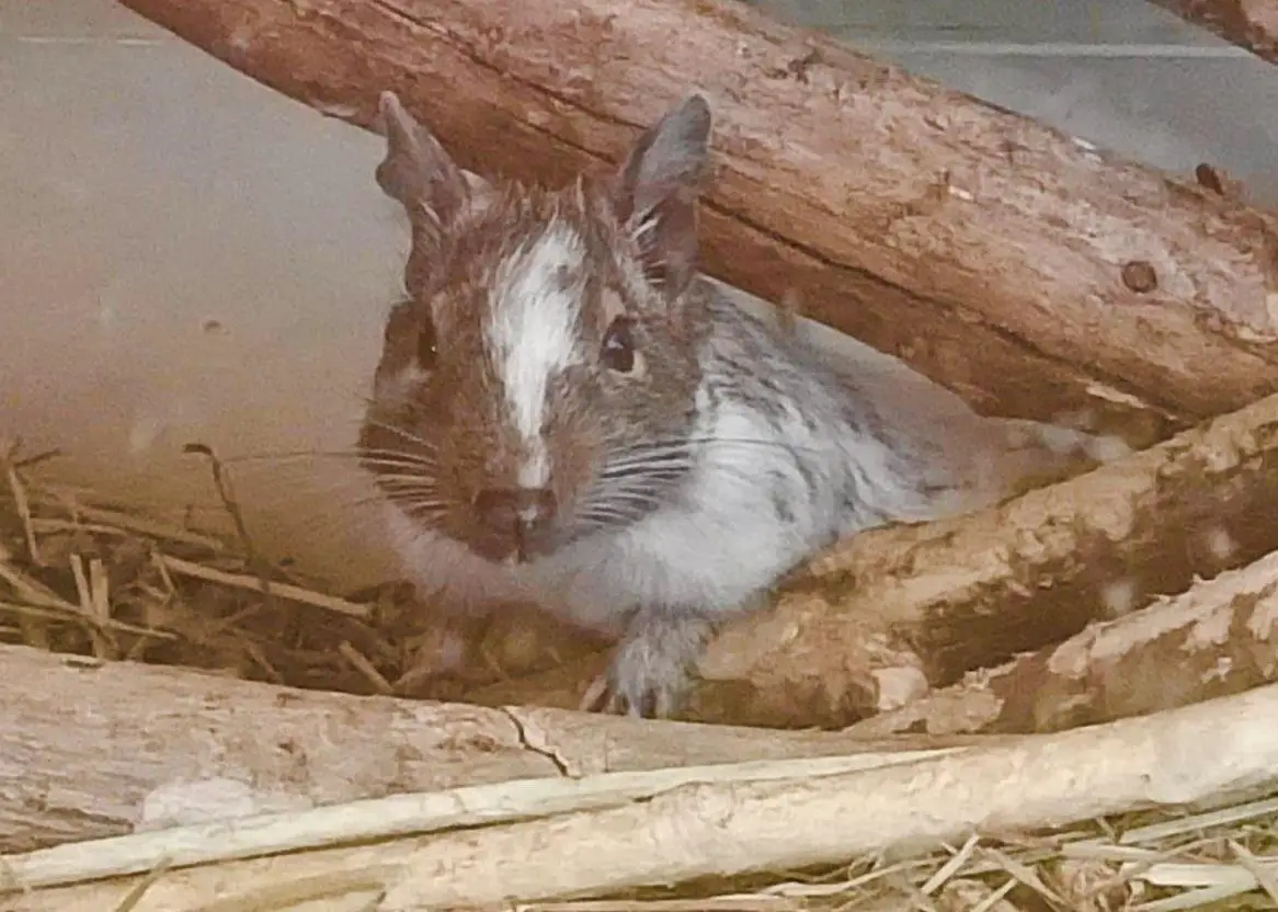 Degu Gruppe zu vergeben