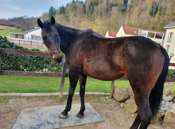 Praktikumsstelle in kleinem Privatstall im Aargau