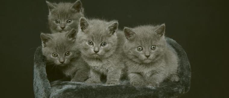 Chartreux / Kartäuser Kätzchen