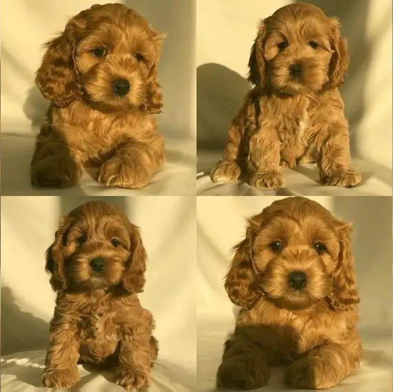 Bezaubernde Cockapoo Welpen aus F1B Verpaarung Cockerpoo, Cocker Spaniel, Toy Pudel wie Maltipoo