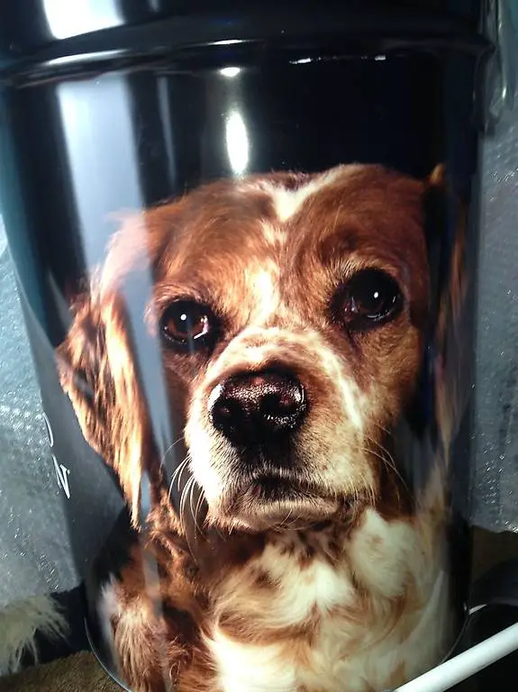 Hundefutter Behälter neu