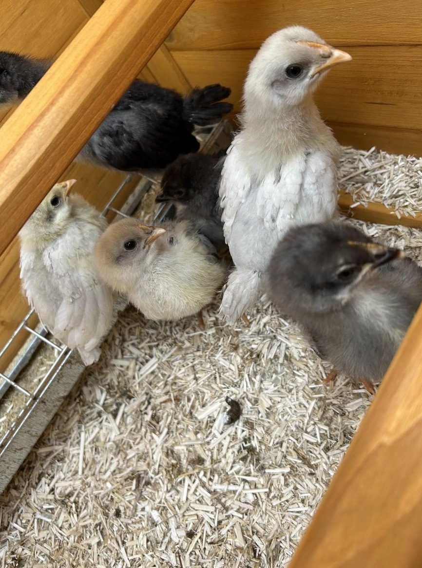 Silverudds Blå Küken abzugeben