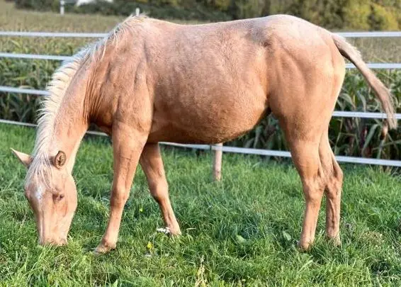 AQHA Stute - Foundation / Cowhorse gezogen