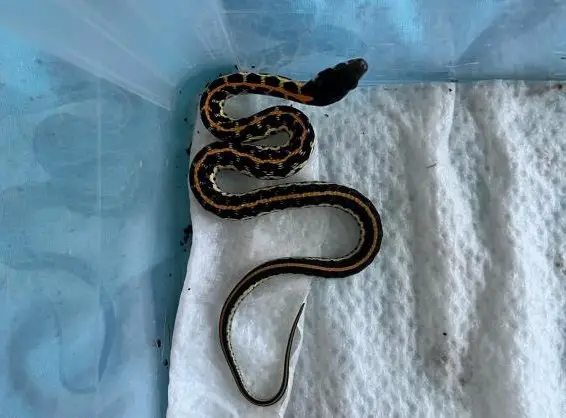 Thamnophis cyrtopsis ocellatus 3.0