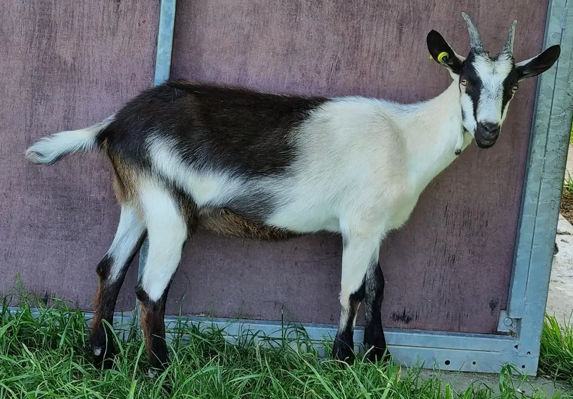 Pfauenziegen Gitzi Wendy zu verkaufen
