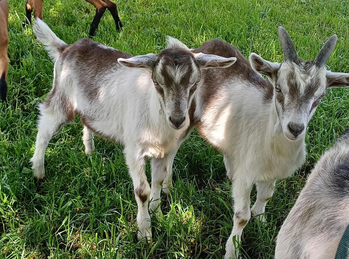 2 x Pfauenziegen Böckli zu verkaufen