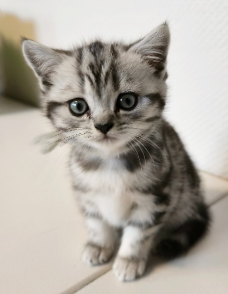 BKH Babys Kitten in Black SilverTabby Classic, Wiskas