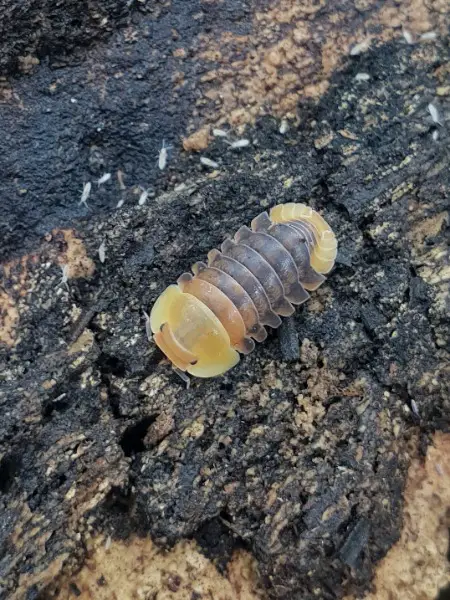 Verschiedene Asseln abzugeben