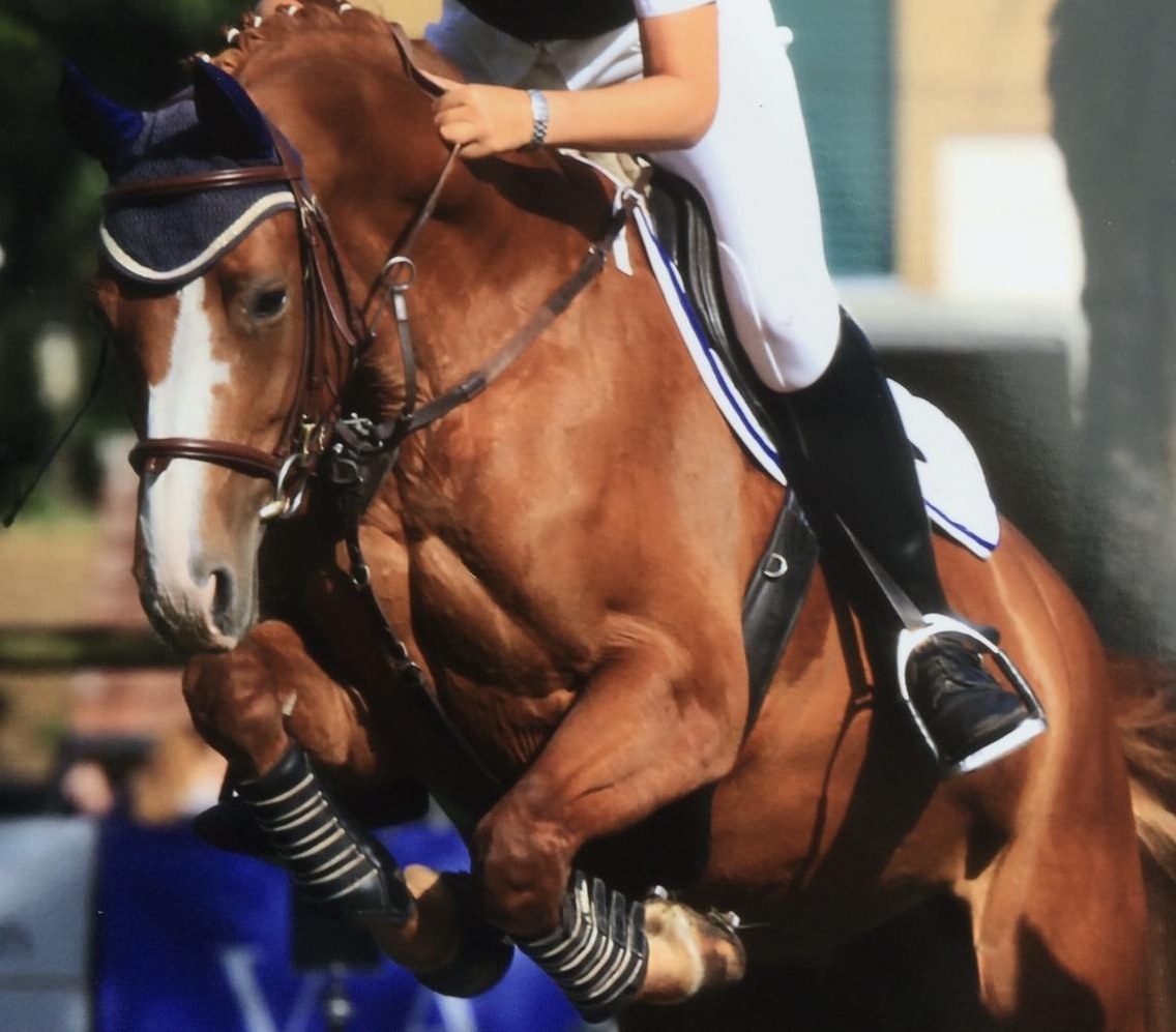 Suche Reitbeteiligung (Ferienvertretung) für sensibles Sportpferd