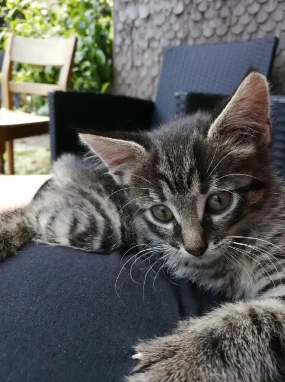 Katzenbetreuung & Hausbetreuung im ZH-Oberland