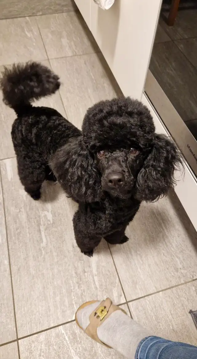 Zwergpudel Deckrüde, schwarz