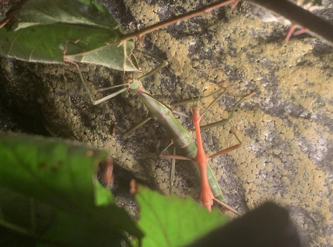 Stabheuschrecken Eier (Megaphasma dentricus) zu verkaufen