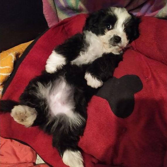 Bolonka Zwergpudel Mix M/W