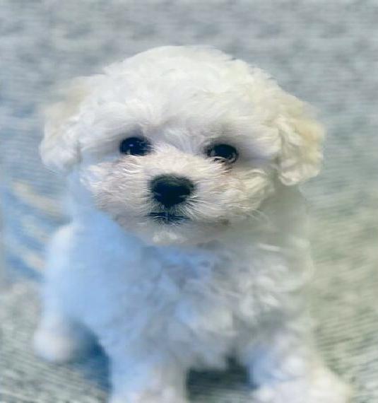 Wunderschöne Bichon Frisé Welpen