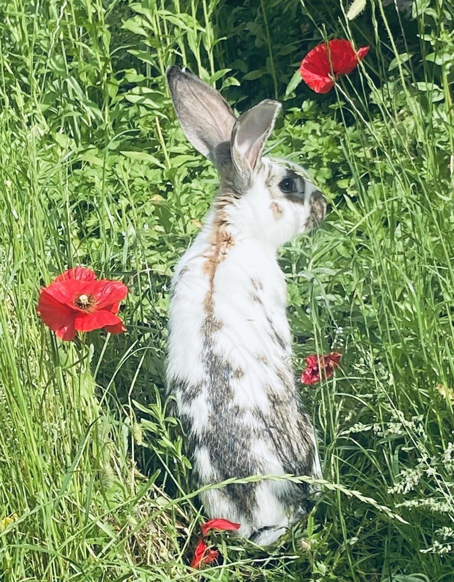 Schecken Mix Kaninchen sucht einen Lebensplatz