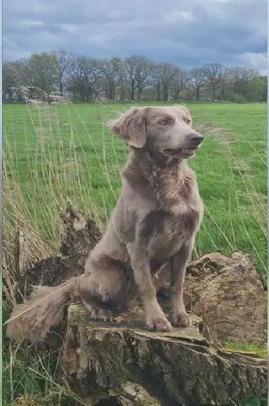 2 Weimaraner Langhaar Rüden
