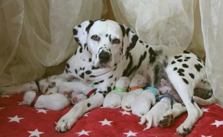 Dalmatiner Welpen aus liebevoller VDH/FCI Hobbyzucht am 19.05. geboren