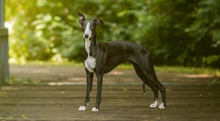 Whippet mit Liebe und Leidenschaft