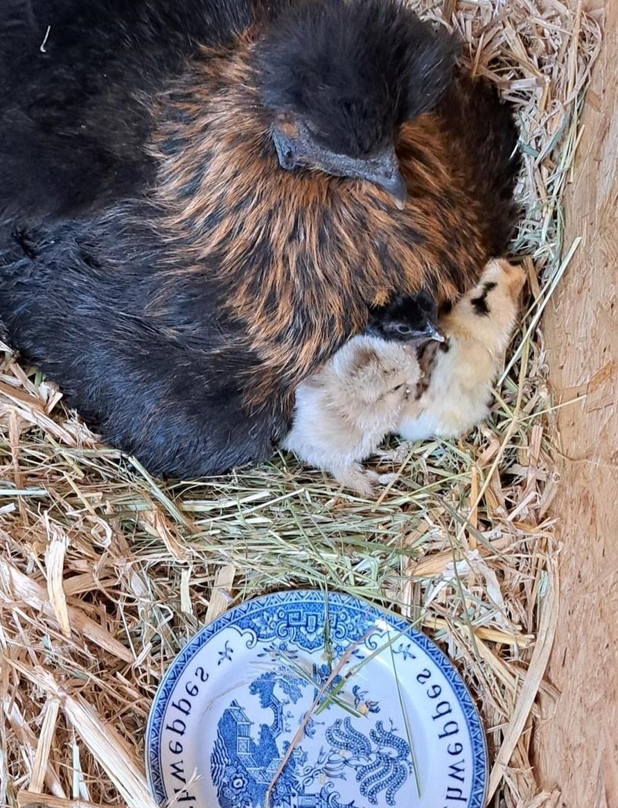 Bruteier Seidenhühner Grossrasse