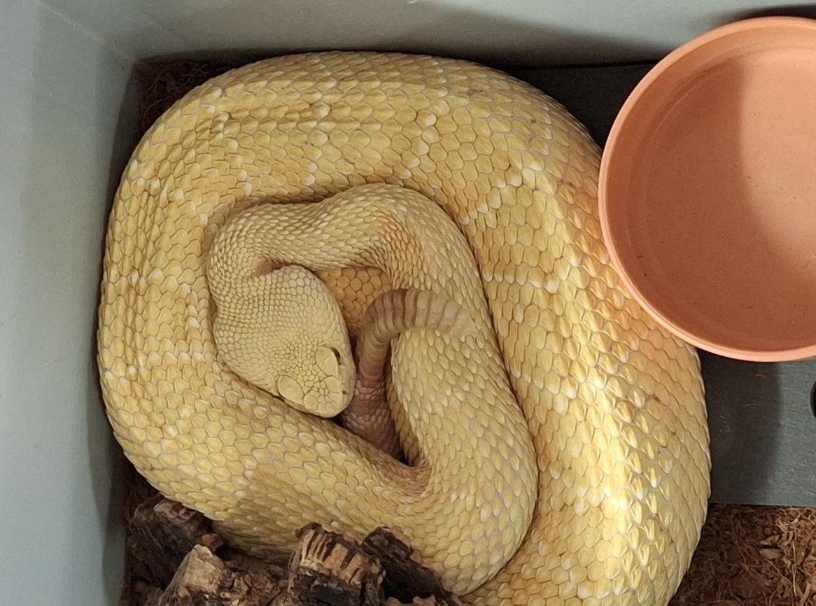 1.1 Crotalus Atrox, Texas-Klapperschlange abzugeben