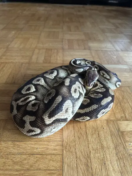 Python regius Pastel Phantom Yellow Belly