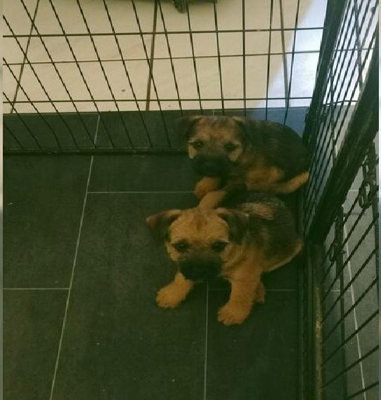 Border Terrier VDH / FCI Papiere