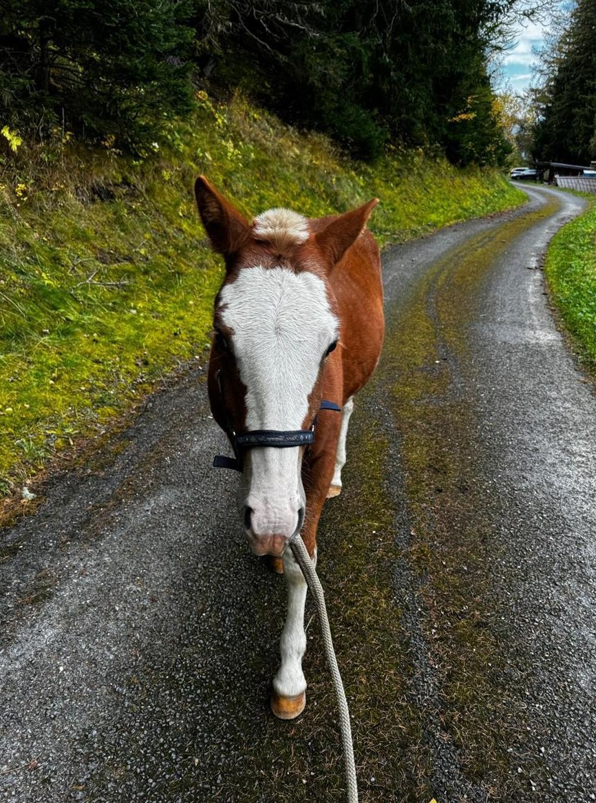 Freiberger Jährling zu verkaufen